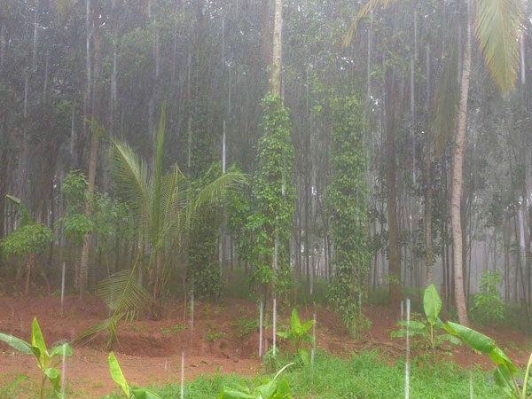 Rains Likely to Continue in Tamil Nadu for Next Few Days: Met office Rains Likely to Continue in Tamil Nadu for Next Few Days: Met office