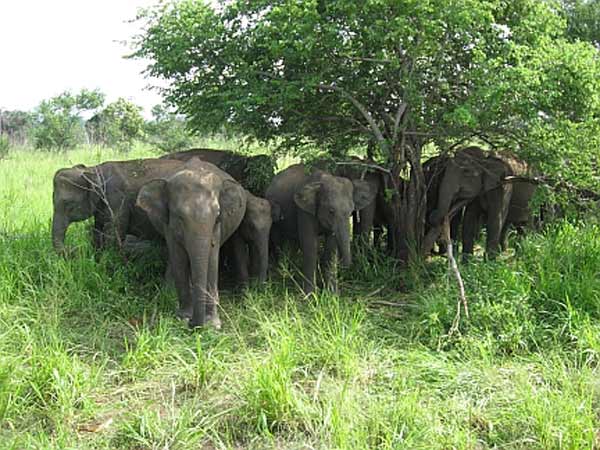 கேரளாவில் 10 மாதங்களில் 270 யானைகள் மரணம்