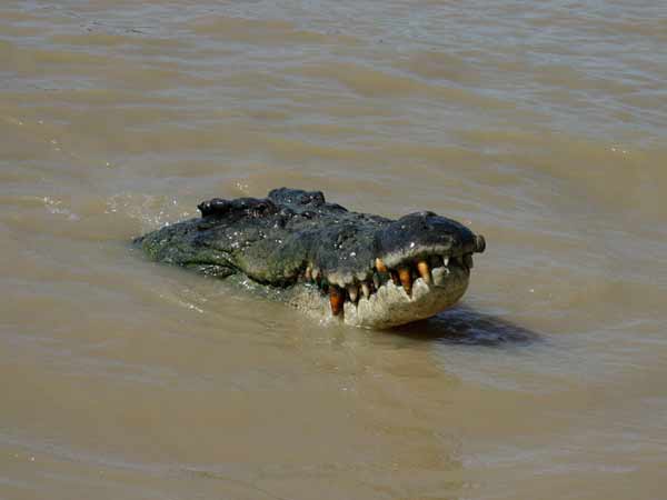 Crocodiles escape from Chennai farm? Crocodiles escape from Chennai farm?