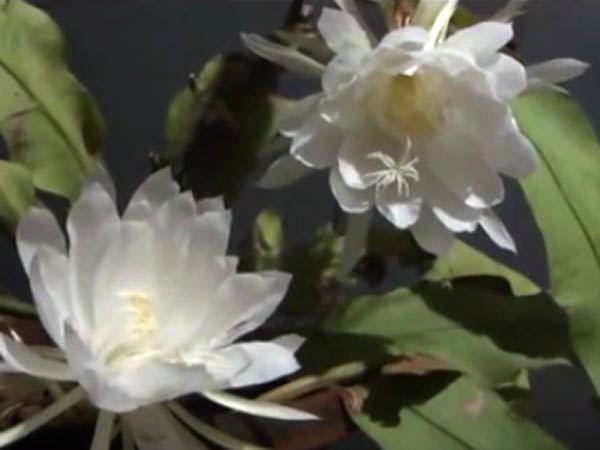 மலரும் நேரப் பலன்கள்: