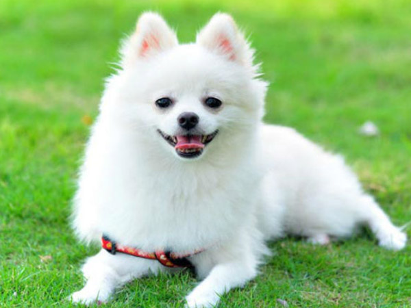 Man saved his pet dog dead body in the freezer Man saved his pet dog dead body in the freezer