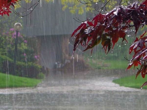 Heavy rain left loss of 25 thousand hectare Cotton crops in Perambalur Heavy rain left loss of 25 thousand hectare Cotton crops in Perambalur