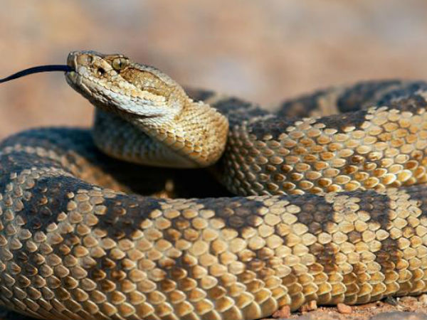 60 snakes found from US home 60 snakes found from US home