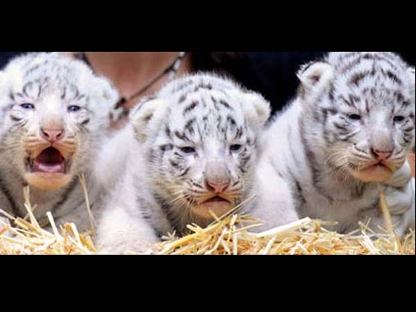 Visitors can see tiger cubs now in CCTV camera in Vandaloor zoo Visitors can see tiger cubs now in CCTV camera in Vandaloor zoo