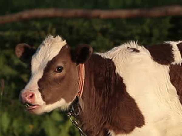 Delhi teen has sex with calves Delhi teen has sex with calves