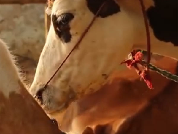 Cow gets a first place in yahoo list Cow gets a first place in yahoo list