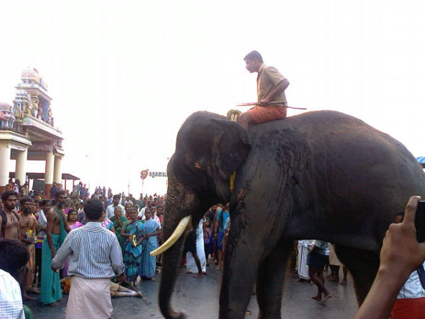 கஸ்தூரி
