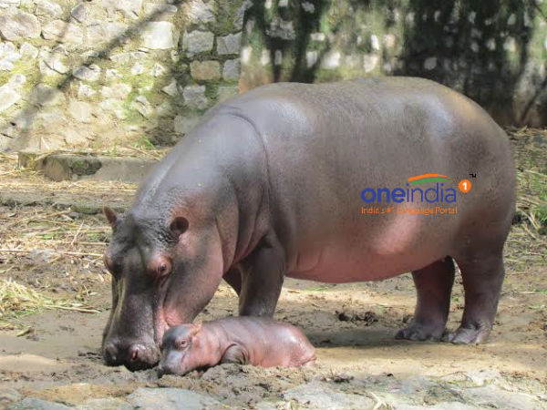 கடல் வாழ் உறவினர்கள்: