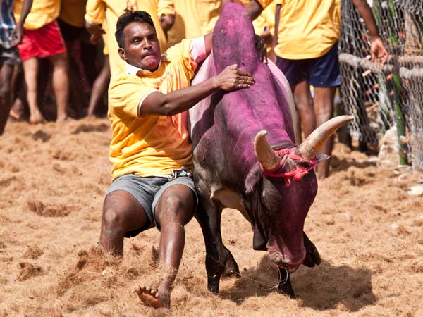 Madurai collector intro some rules for Jallikkattu Madurai collector intro some rules for Jallikkattu