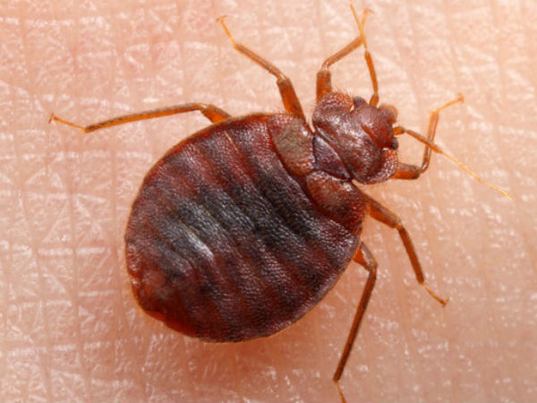 Bildergebnis für மூட்டைப் பூச்சி.