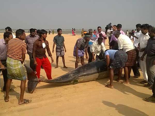 whales washed up on Monday in thiruchandur whales washed up on Monday in thiruchandur