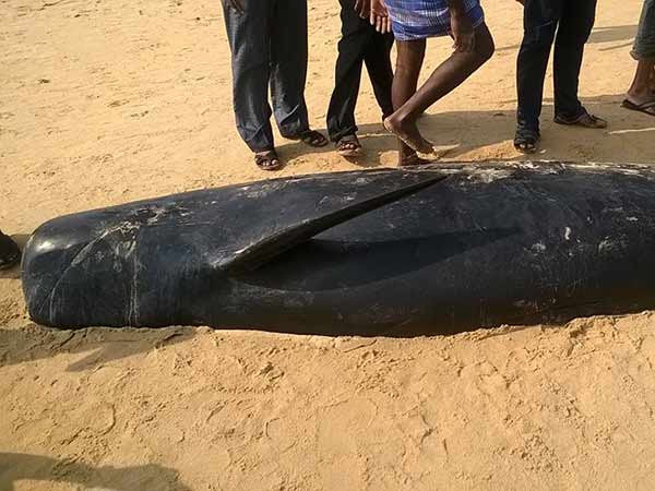 whales washed up on Monday in thiruchandur whales washed up on Monday in thiruchandur