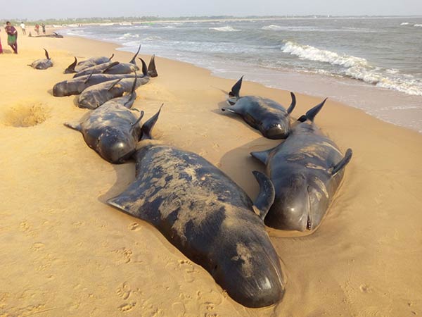 Pushing whales into sea fails Pushing whales into sea fails