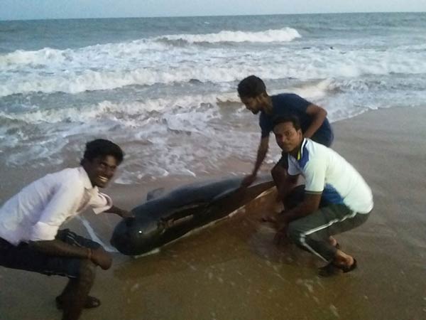 Pushing whales into sea fails Pushing whales into sea fails