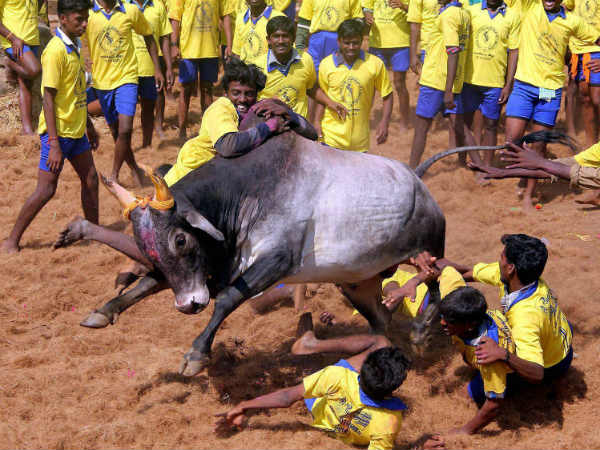 Jallikattu organisers approach SC against ban Jallikattu organisers approach SC against ban