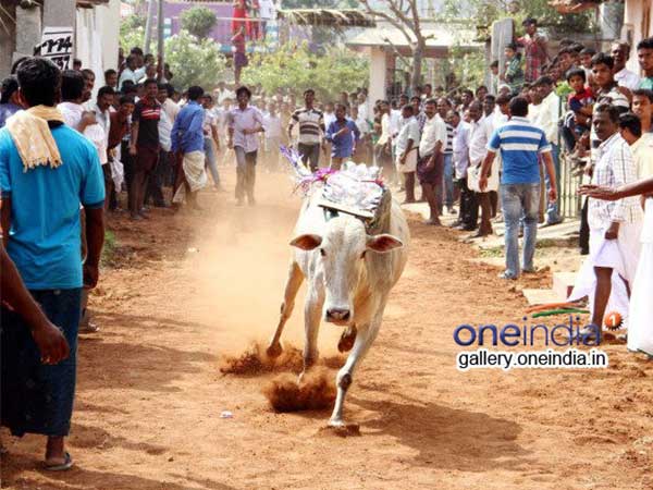 jallikattu jallikattu