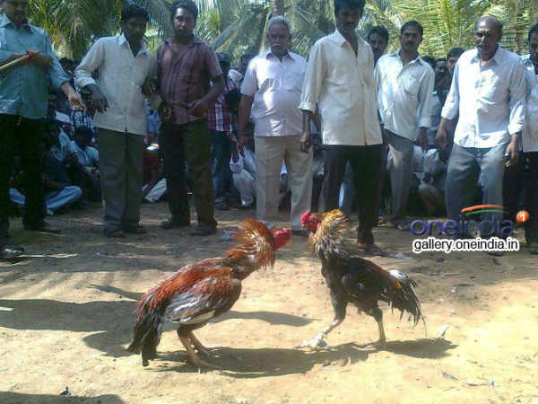 தடையை மீறி சேவல் சண்டை: