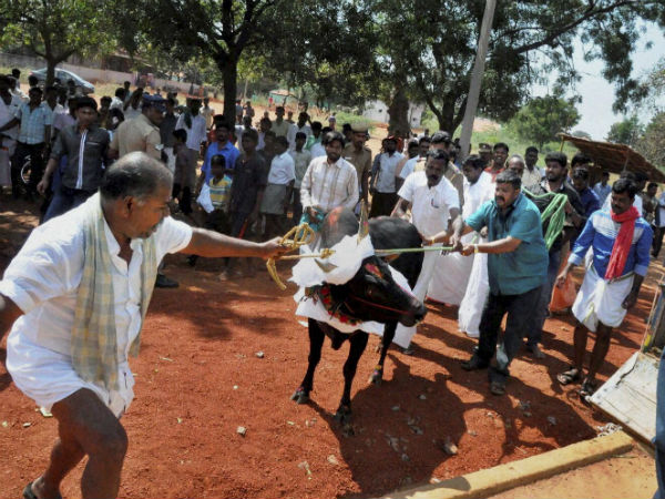 Jallikattu ban: Enthusiasts stage protest Jallikattu ban: Enthusiasts stage protest