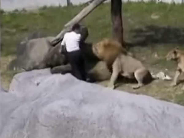 lion lion