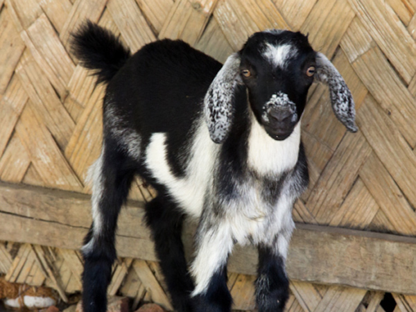 Free goats die mysteriously Free goats die mysteriously