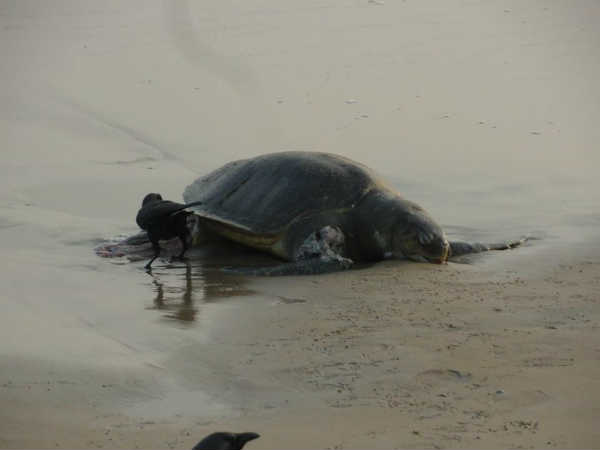 turtle turtle