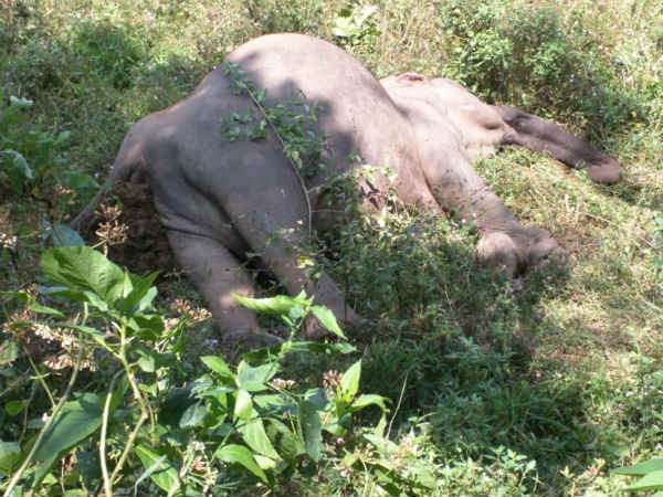 Elephant found dead in Nilgiris Elephant found dead in Nilgiris