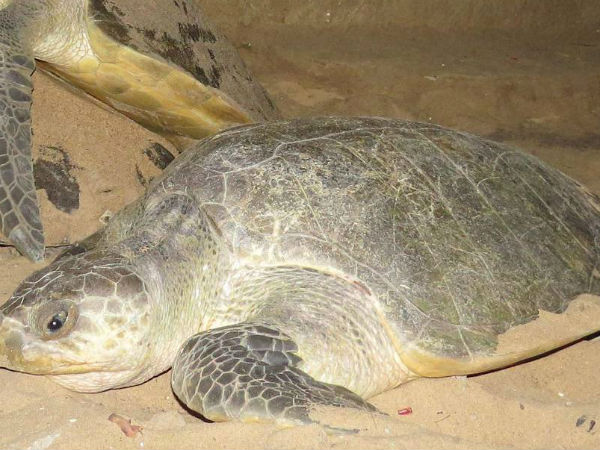 Dead turtles ashore on the beach of kanniyakumari Dead turtles ashore on the beach of kanniyakumari