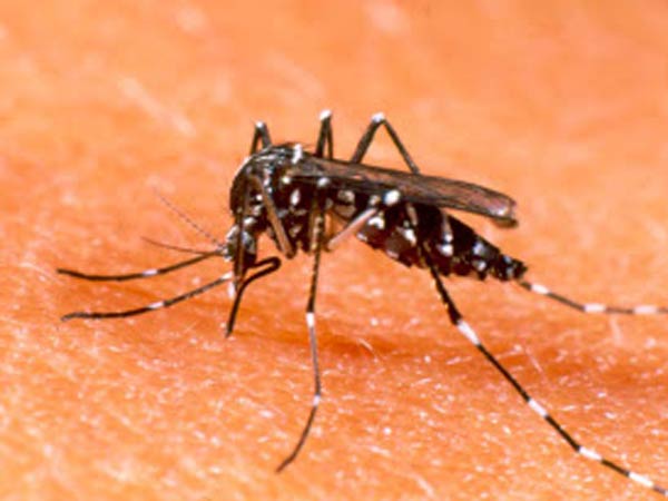 Don't visit Zika affected countries: Centre advises people Don't visit Zika affected countries: Centre advises people