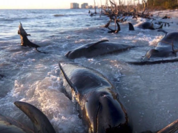 Whale's body washed ashore at Ganjam coast in Odisha Whale's body washed ashore at Ganjam coast in Odisha