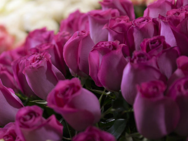 Valentine's day: 50 lakh roses to be exported from Bangalore Valentine's day: 50 lakh roses to be exported from Bangalore