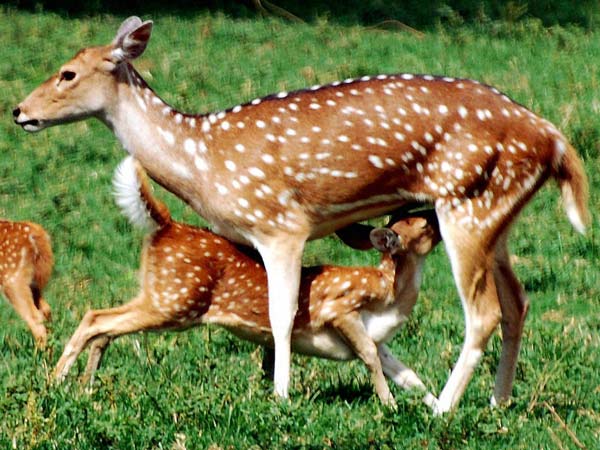 Another deer found bitten to death by stray dogs in University of Hyderabad Another deer found bitten to death by stray dogs in University of Hyderabad