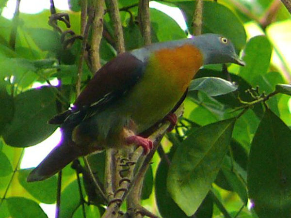 Nellai birds sanctuary on listing process Nellai birds sanctuary on listing process