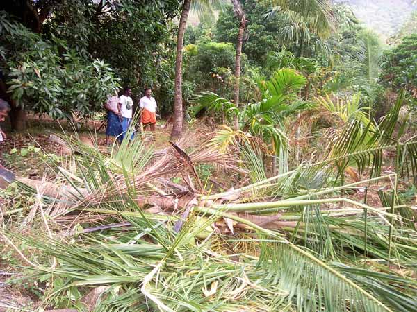நெல்லை அருகே ஊருக்குள் இறங்கிய 'கொம்பன்'