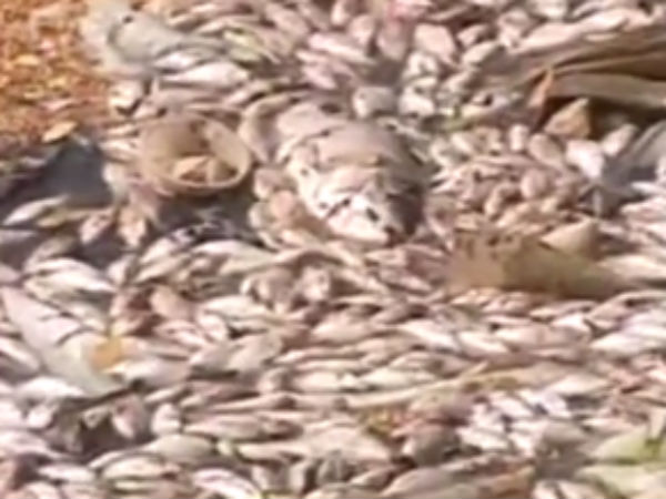 Dead Fish, Thousands Of Them, Show Up Around Bengaluru Lake Dead Fish, Thousands Of Them, Show Up Around Bengaluru Lake