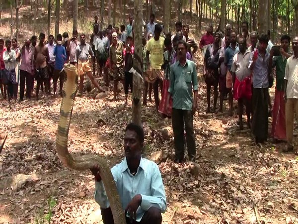 தமிழக - கேரளா எல்லையில் பயங்கர விஷத்தன்மை கொண்ட 2 ராஜ நாகங்கள் பிடிபட்டன