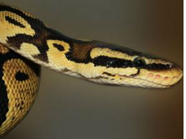 Man leaves 13-foot Python at restaurant instead of tip Man leaves 13-foot Python at restaurant instead of tip