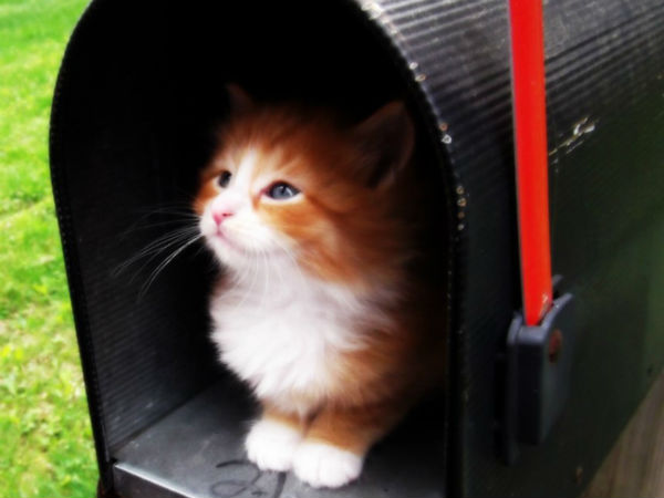 Cat Sent By Mail Survives 8 Days In Box Cat Sent By Mail Survives 8 Days In Box