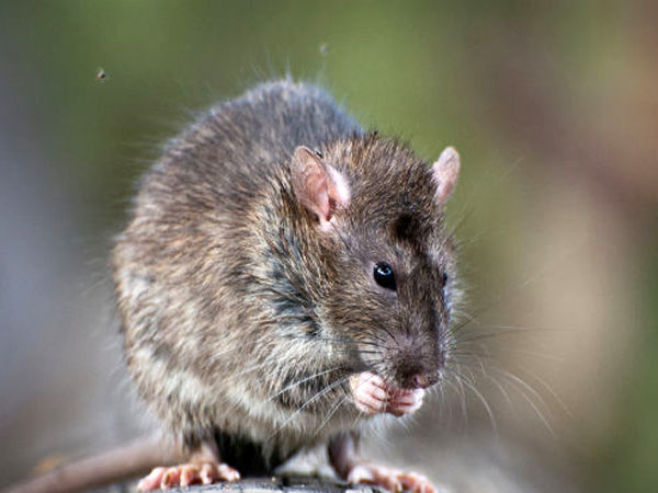 Peshawar administration fixes Rs25 ‘head money’ for killing a rat Peshawar administration fixes Rs25 ‘head money’ for killing a rat
