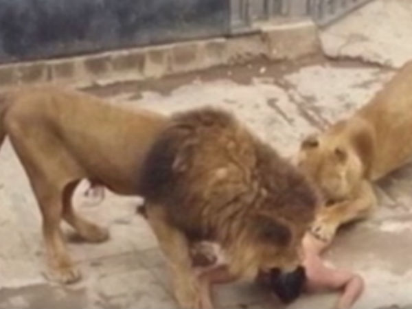 Lions shot after man jumps into enclosure, strips Lions shot after man jumps into enclosure, strips