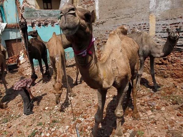 Camel kills owner Camel kills owner