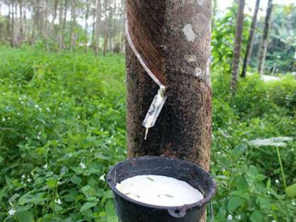 Rubber estates affected due to rain Rubber estates affected due to rain