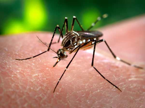 Too soon to release GM mosquitoes to fight Zika: US study Too soon to release GM mosquitoes to fight Zika: US study