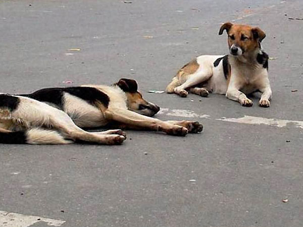 50 stray dogs burnt near Chennai 50 stray dogs burnt near Chennai