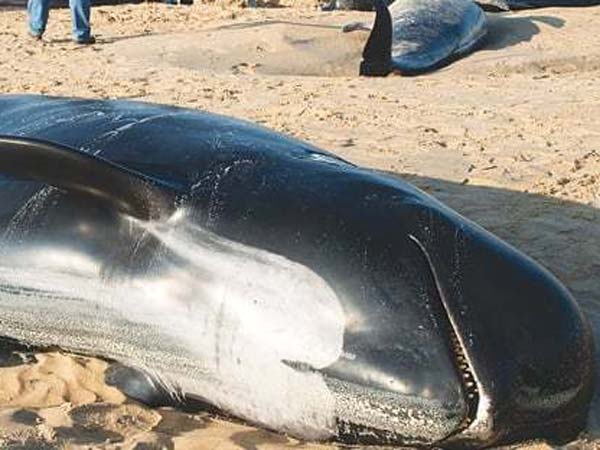 8 Pilot Whales Dead in Indonesia 8 Pilot Whales Dead in Indonesia