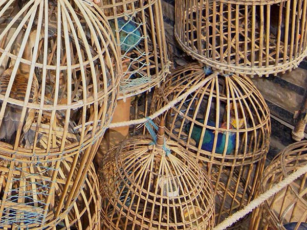Birds abduct, 4 women arrested in Trichy Birds abduct, 4 women arrested in Trichy