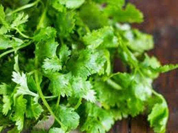 Coriander prices have gone down due to increase in the production Coriander prices have gone down due to increase in the production