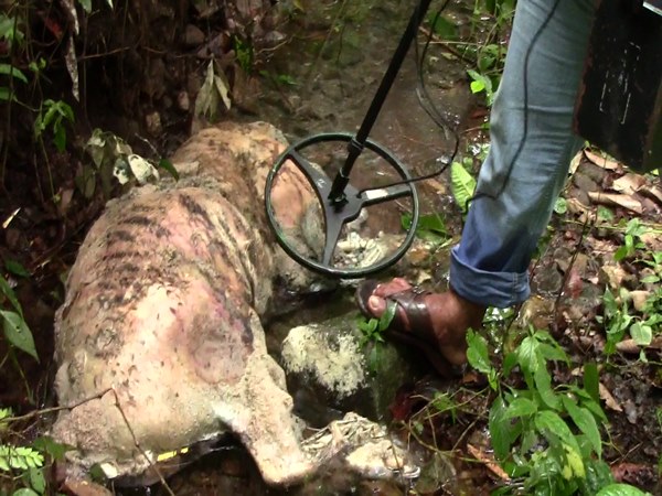 Leopard found in forest area Leopard found in forest area
