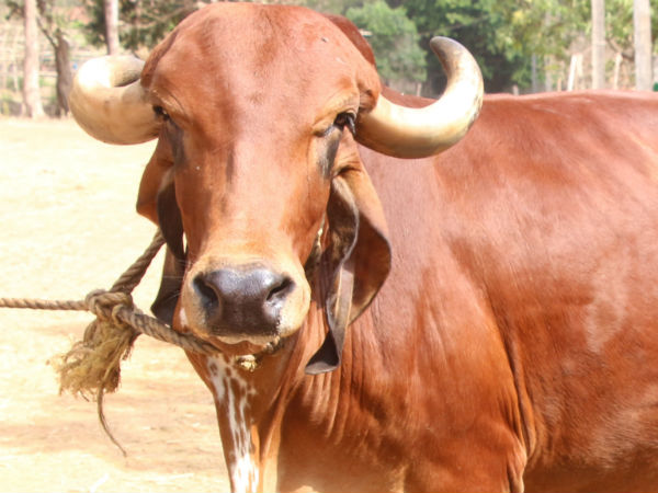 Gujarat researchers find traces of gold in urine of Gir cows Gujarat researchers find traces of gold in urine of Gir cows