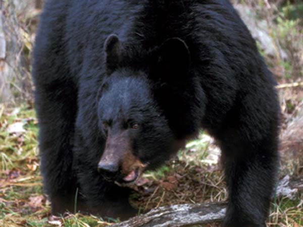 Bear falls into farm well, rescued Bear falls into farm well, rescued