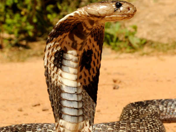 பாம்பு முக்கியம்